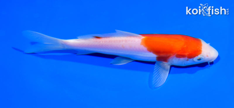 5.75" LEATHER KOHAKU
