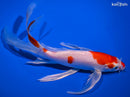 8" HARIWAKE BUTTERFLY