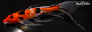 8.75" SANKE BUTTERFLY