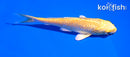 5" GINRIN YAMABUKI OGON