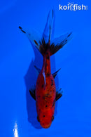 4.5" CALICO WATONAI GOLDFISH