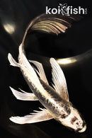 8.25" KIKOKURYU BUTTERFLY