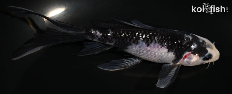 5.25" GINRIN SHIRO UTSURI BUTTERFLY