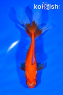 6" WATONAI GOLDFISH