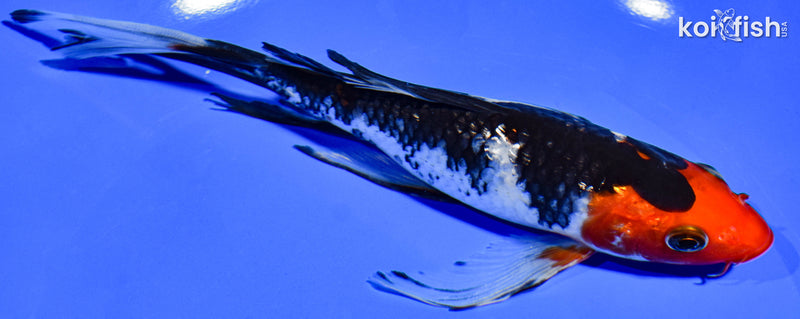 6.5" GINRIN SANKE BUTTERFLY