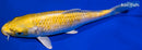 6.25" LEMON HARIWAKE