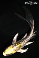 5.25" GINRIN KUJAKU BUTTERFLY