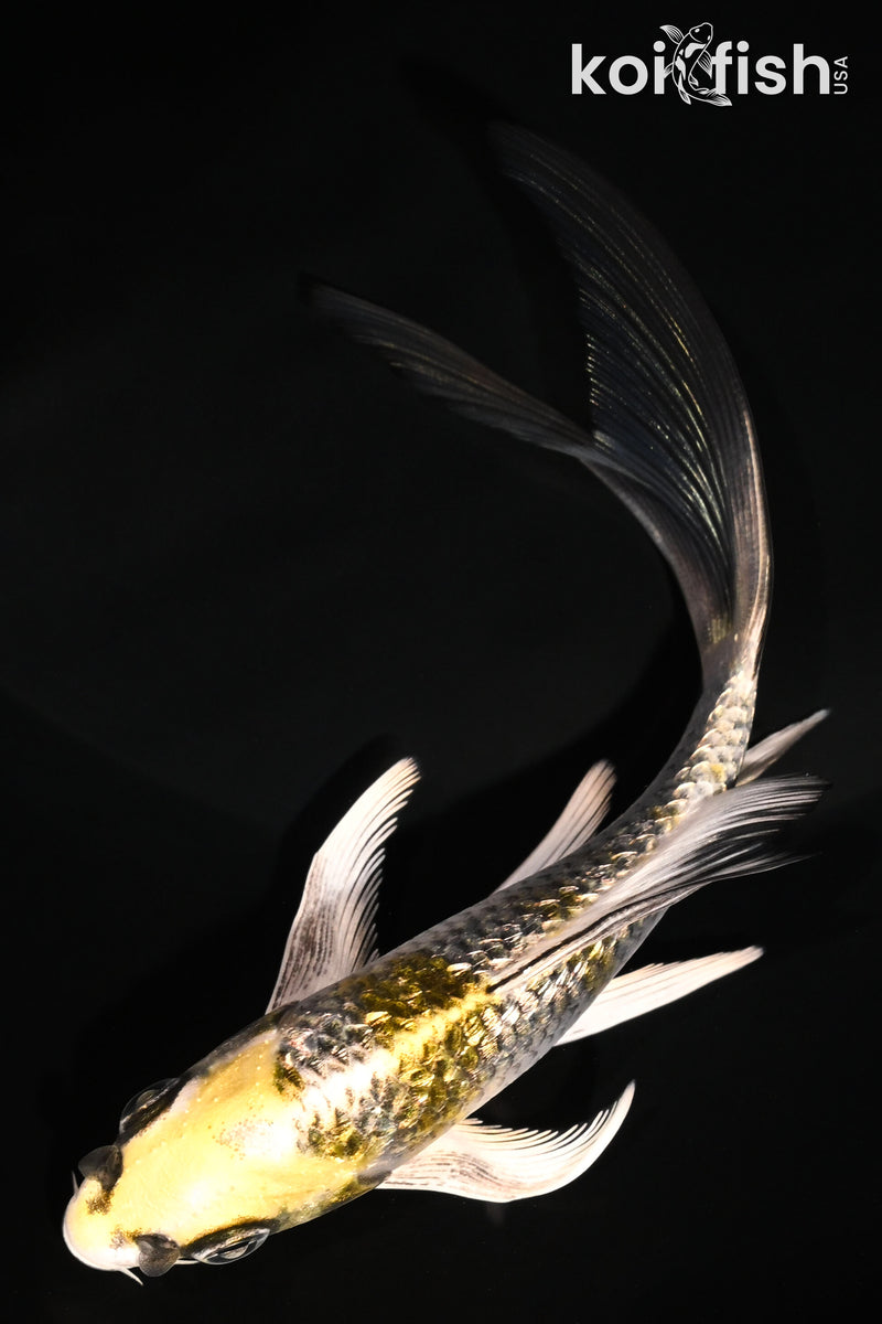 5.25" GINRIN KUJAKU BUTTERFLY