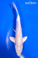 6" PLATINUM OGON