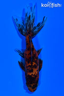 4.25" WATONAI GOLDFISH