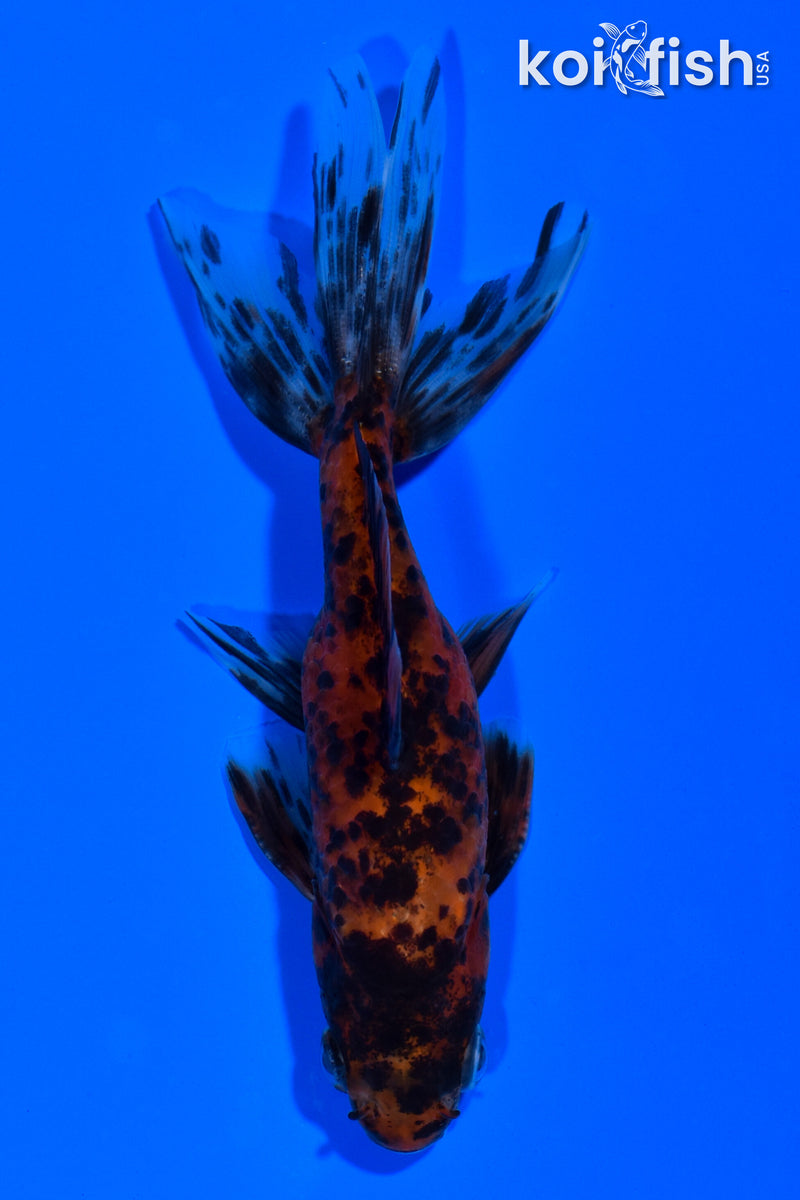 4.25" WATONAI GOLDFISH