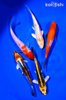 PACK OF (5) 4-5" STANDARD KOI