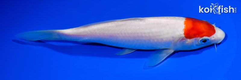 7.5" TANCHO KOHAKU