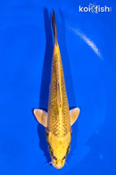 6" KI MATSUBA