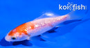 4" GINRIN KOHAKU