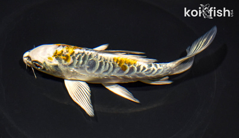 5.75" ARAGOKE KUJAKU BUTTERFLY