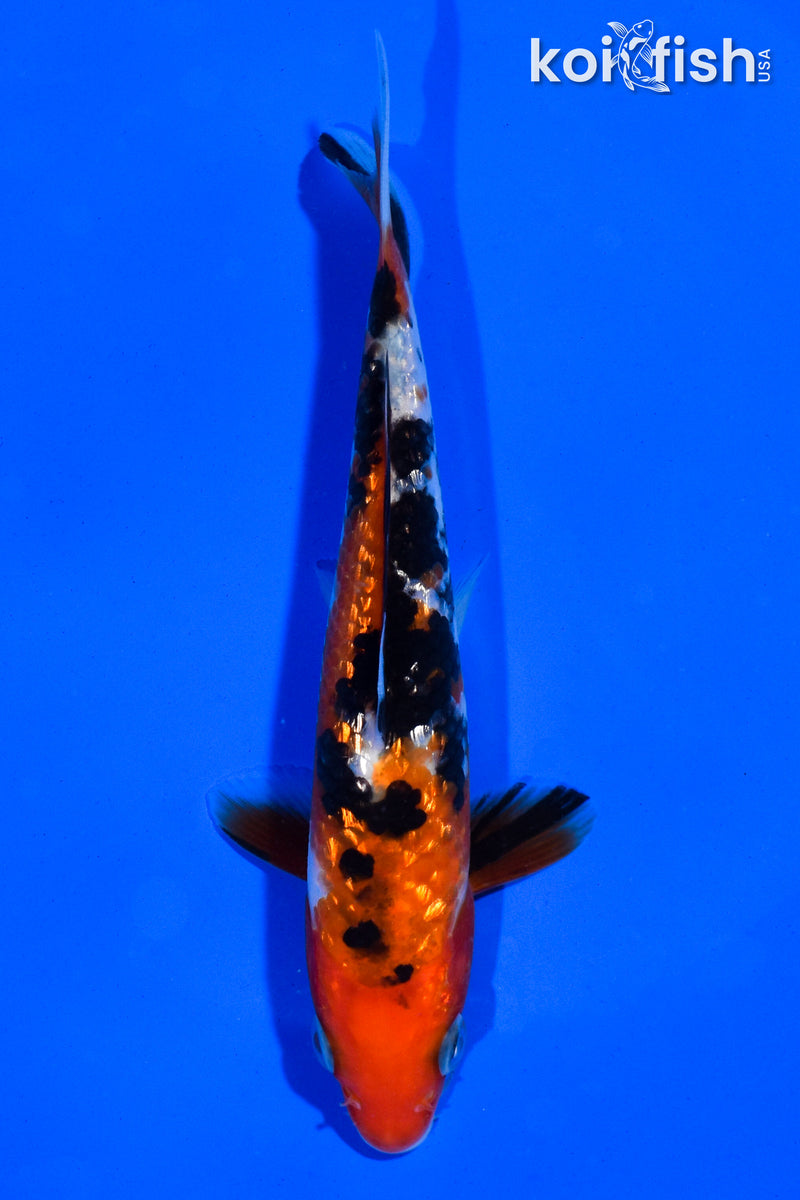 5.5" GINRIN SANKE