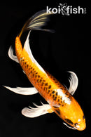 9.75" KUJAKU BUTTERFLY