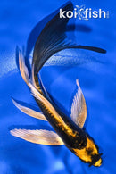5.25" KIN KIKOKURYU BUTTERFLY