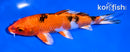 5.5" YAMATO NISHIKI