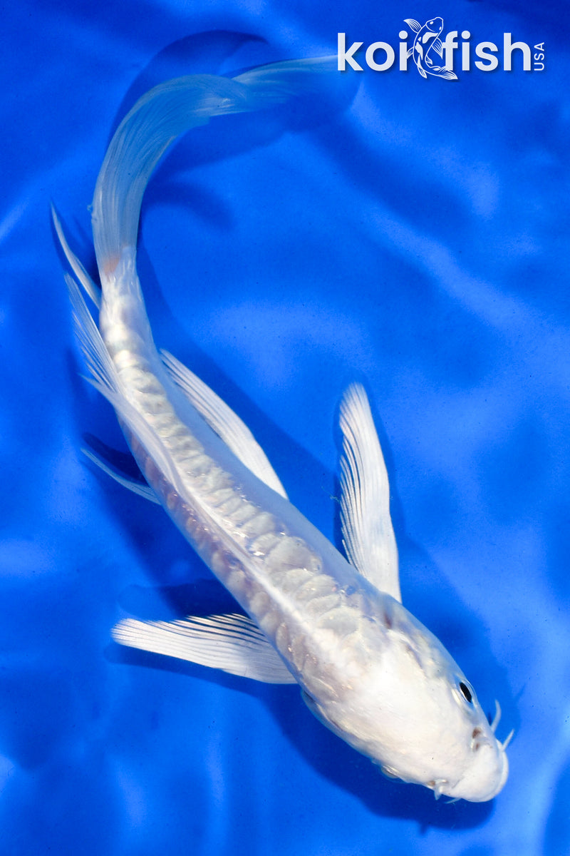 5.5" ARAGOKE PLATINUM OGON BUTTERFLY