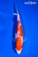 6.75" ARAGOKE KOHAKU