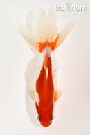 6" WATONAI GOLDFISH