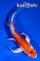 5" ARAGOKE HEISEI NISHIKI BUTTERFLY