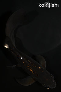 5.5" GINRIN CHAGOI BUTTERFLY