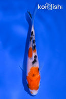 4.5" SANKE