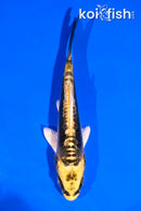 4" KIN KIKOKURYU