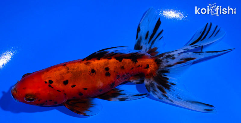 5.5" WATONAI GOLDFISH