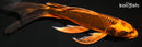 9.25" KIN ORENJI MATSUBA BUTTERFLY