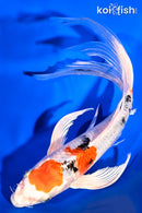 9.25" MARUTEN YAMATO NISHIKI BUTTERFLY