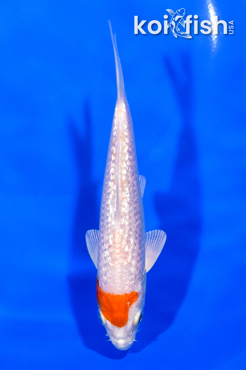 5.75" GINRIN HARIWAKE