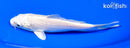5.5" PLATINUM OGON