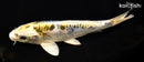 8" ARAGOKE KIN KIKOKURYU