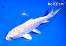 5.5" LEMON HARIWAKE