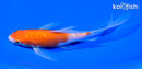 6" GINRIN KOHAKU BUTTERFLY