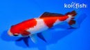 4.5" SARASA WAKIN GOLDFISH