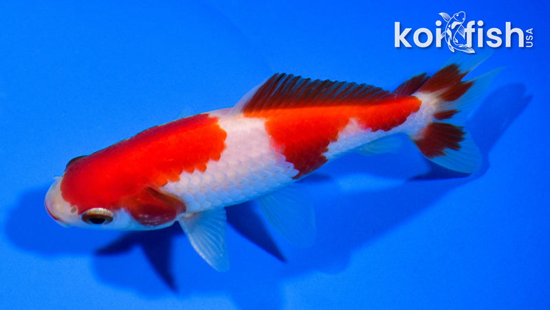 4.5" SARASA WAKIN GOLDFISH
