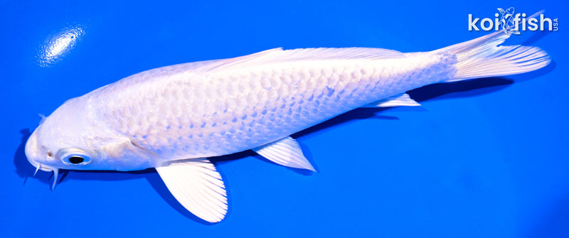 6.75" PLATINUM OGON