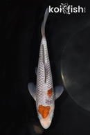 6.75" OCHIBA SHIGURE