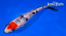 5.5" TANCHO SANKE