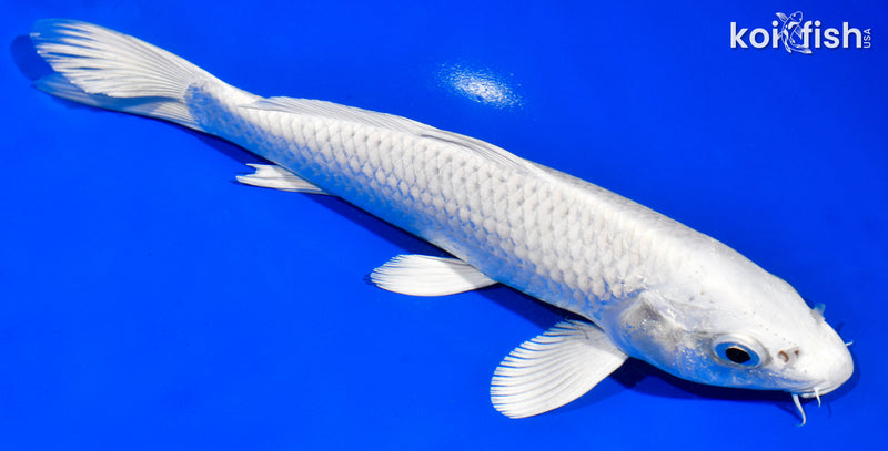 8" PLATINUM OGON