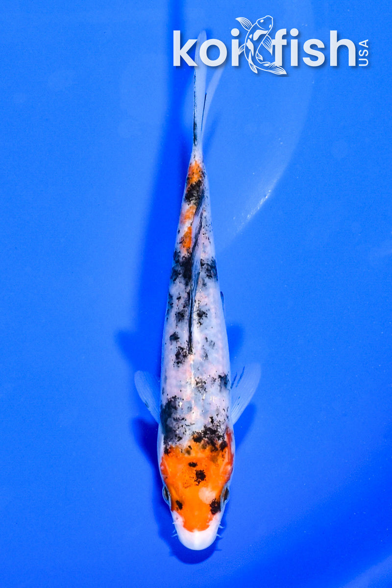 5.25" SANKE