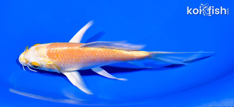 5.75" YAMABUKI OGON BUTTERFLY