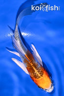 5.25" KUJAKU BUTTERFLY