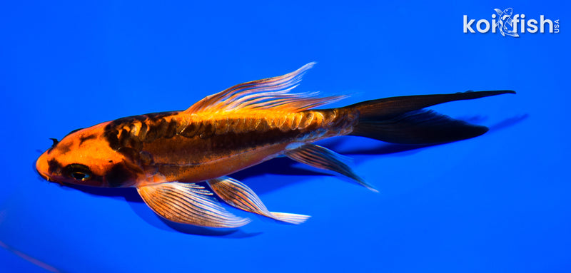 6.25" DOITSU ORENJI MATSUBA BUTTERFLY