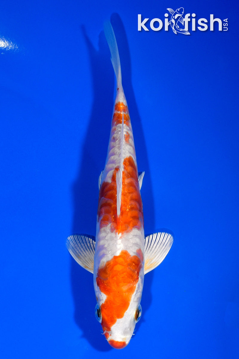 5.5" KIKUSUI